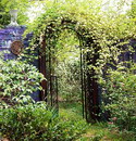 Rosa Banksiae